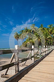Soleado Playa coco árboles 