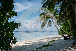 Sunny beach in the Maldives. Palm trees, white sand, ocean.