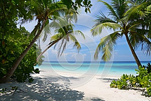 Sunny beach in the Maldives. Palm trees, white sand, ocean.