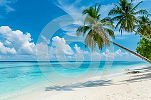 Sunny beach in the Maldives. Palm trees, white sand, ocean.