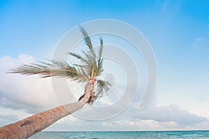 Sunny beach in mexican caribe, palm tree.