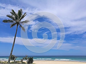 Sunny beach with palm coconut tree in Gold Coast Australia