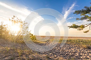 Sunny beach with pines.