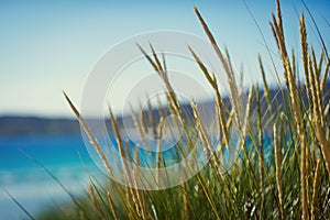 Sunny beach with sand dunes, tall grass and blue sky