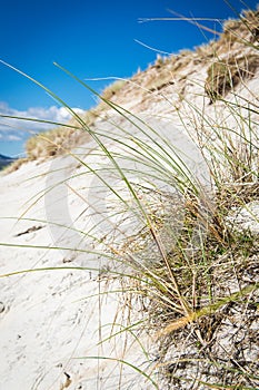 Sunny beach with sand dunes, tall grass and blue sky.