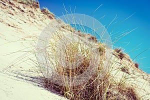 Sunny beach with sand dunes, tall grass and blue sky.