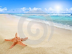 Sunny beach with starfish