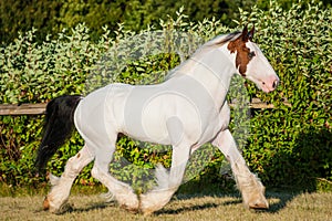 Sunny beautiful drumhorse stallion trotting in sunshine green meadow