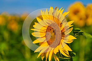 Sunny beautiful natural field blooming botany. Floral agricultural yellow sunflower.