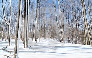 sunny beautiful winter day in the forest on blue sky background