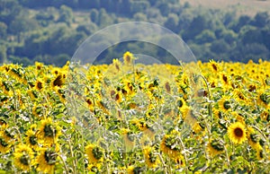 Sunny beauty - wonderful fields of sunflower!