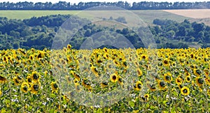 Sunny beauty - wonderful fields of sunflower!