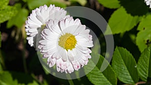 Sunny bellis daysi flower at flowerbed close-up, selective focus, shallow DOF photo