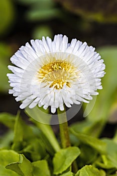 Sunny bellis daysi flower close-up, selective focus. photo