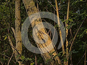 Sunny black elderberry treetrunk - sambucus nigra photo