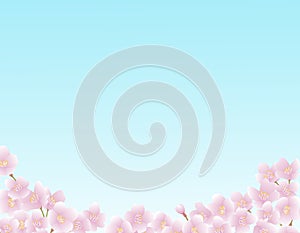 Sunny blue sky with cherry blossoms