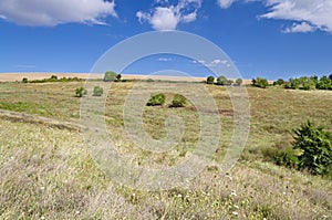 Sunny Blue Sky, Meadow and a tree