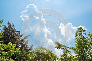 Sunny blue sky with soft clouds and bright sun against trees foreground