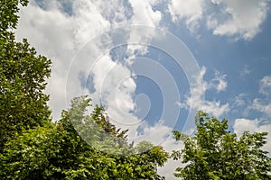 Sunny blue sky with soft clouds and bright sun against trees foreground