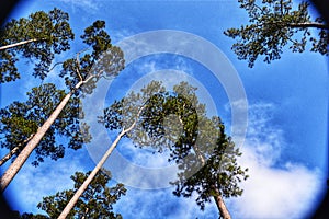 Sunny blue sky with tall pine trees and a few wispy clouds photo