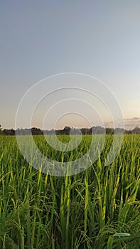 Sunny bright day in the paddy field