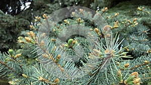 Sunny bright green pine cone close up.