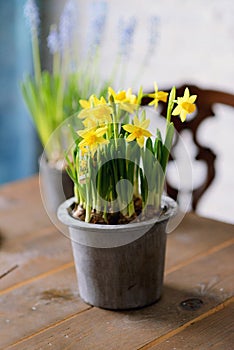 Sunny bright spring fragrant narcissus flower in a gray ceramic pot on a wooden table. Vertical