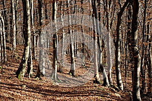 Sunny brown undergrowth