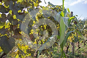 Sunny bunches of white wine grape on vineyard. Wine concept