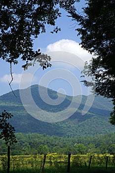 Sunny Cades Cove