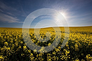 Sunny Canola