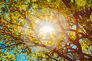 Sunny Canopy Of Tall Trees. Sunlight In Deciduous Forest, Summer Nature. Upper Branches Of Tree. Low Angle View.