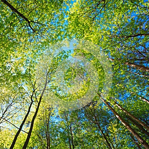 Sunny Canopy Of Tall Trees. Sunlight In Deciduous Forest, Summer