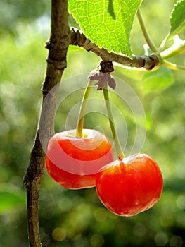 Sunny cherries couple