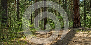 Sunny clearing in the forest on a summer day