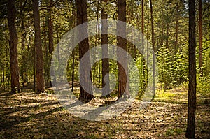 Sunny clearing in the forest on a summer day