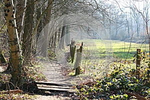 A sunny clearing in the woods, with a fence and a wooden plank bridge
