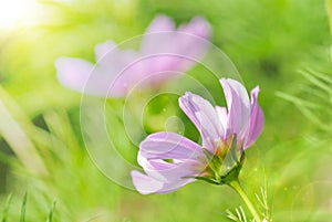 Sunny Close Up Of Pink Daisy Flowers On Green Grass Flower Meadow