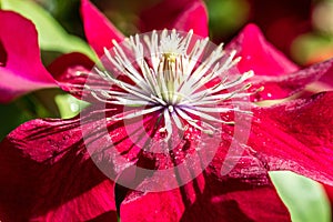 Sunny closeup of beautiful Red Passion clematis flowers and pistils photo