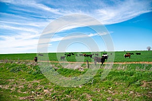 Sunny cloud blue sky over large free ranch grass fed cattle cows farm with diverse group brown, charolais, black Angus cattle cows