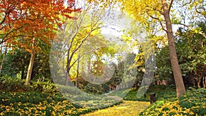 Sunny, colorful autumn, golden and red leaves in park, path with yellow leaves