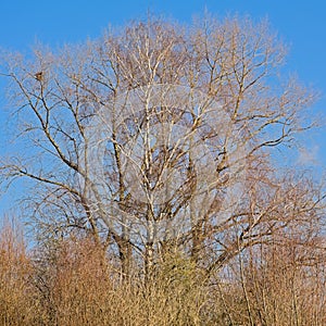 Sunny bare treetops on a clear blue sky