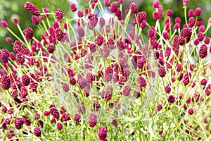 Sunny colorful closeup shot of dense wildflower including lots of great burnet flowers