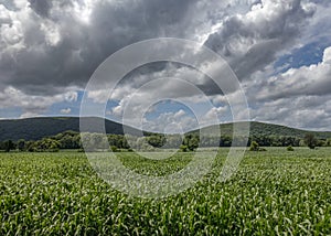 Sunny Cornfield in the Hudson Valley