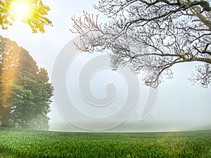 Sunny countryside morning