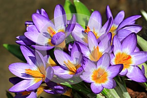 Sunny crocuses flowers