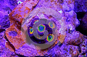 Sunny D - Zoanthus polyps colony soft coral in reef aquarium tank photo