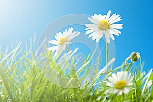 Sunny Daisies in Grass with Blue Sky - Close-up