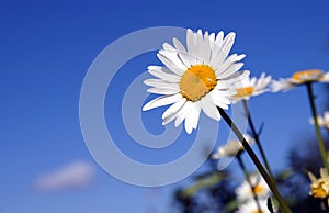 A sunny daisy on a blue sky background