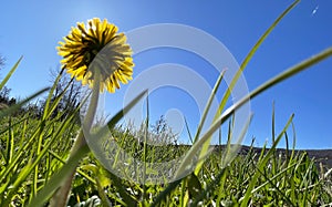 sunny dandelion blocks the sun